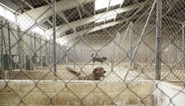 Köpek kulübesinde, terk edilmiş hayvanlar, taciz.