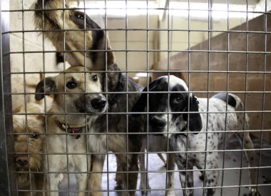 Köpek kulübesinde, terk edilmiş hayvanlar, taciz.