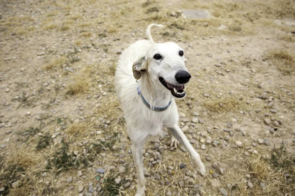 Windhund Spielt Park Tiere Und Natur — Stockfoto