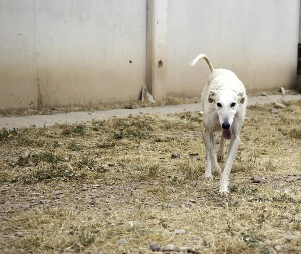 Грейхундская Собака Играющая Парке Животные Природа — стоковое фото