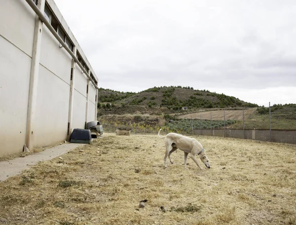 Greyhound Hund Leker Park Djur Och Natur — Stockfoto