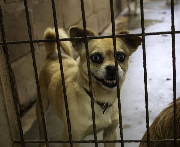 Pes Uzavřené Boudě Opuštěná Zvířata Týrání — Stock fotografie