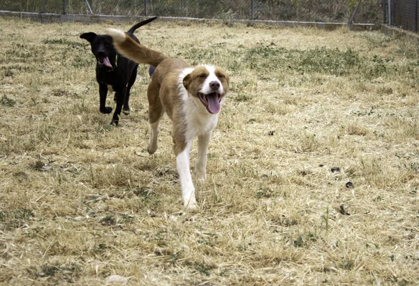 Köpek Parkı Hayvanlar Doğa Memeliler — Stok fotoğraf