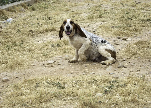 Hunting Dog Park Animals Nature Mammals — Stock Photo, Image