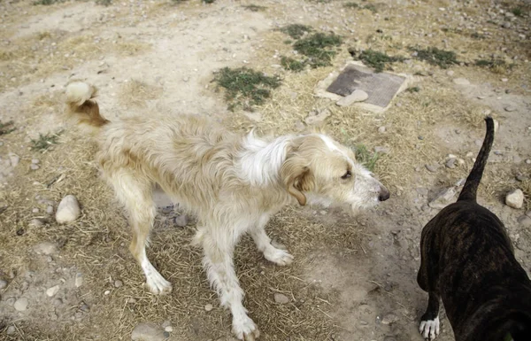 Hunde Spielen Park Haustiere Und Natur — Stockfoto