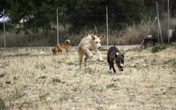 Perros Jugando Parque Animales Domésticos Naturaleza — Foto de Stock