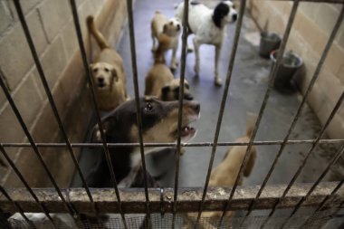 Köpek kulübesinde, terk edilmiş hayvanlar, taciz.