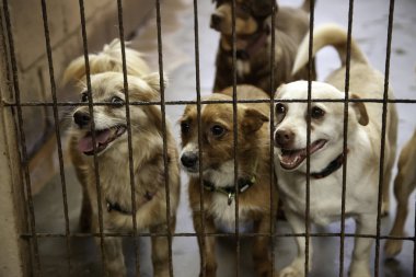 Köpek kulübesinde, terk edilmiş hayvanlar, taciz.