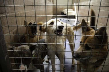 Köpek kulübesinde, terk edilmiş hayvanlar, taciz.