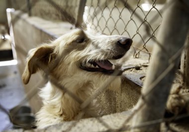 Köpek kulübesinde, terk edilmiş hayvanlar, taciz.