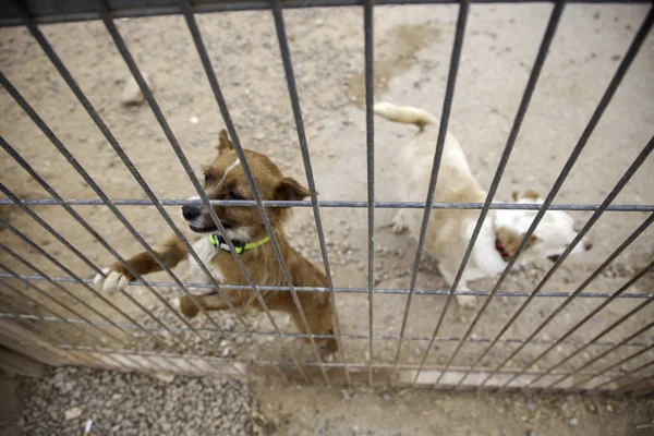 Dog in enclosed kennel, abandoned animals, abuse