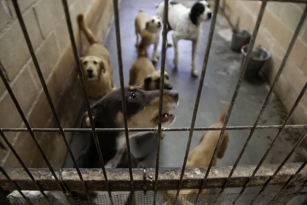 Cane Canile Chiuso Animali Abbandonati Abusi — Foto Stock