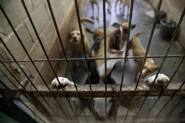 Cão Canil Fechado Animais Abandonados Abuso — Fotografia de Stock