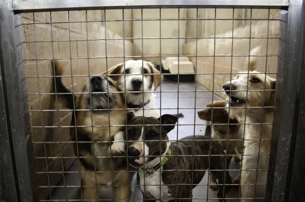 Cão Canil Fechado Animais Abandonados Abuso — Fotografia de Stock