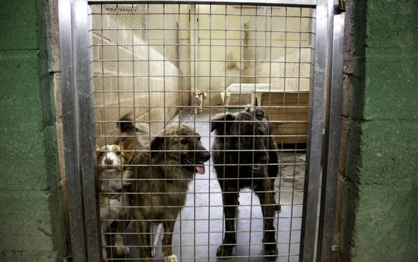 Hund Geschlossenen Zwinger Ausgesetzte Tiere Misshandlungen — Stockfoto