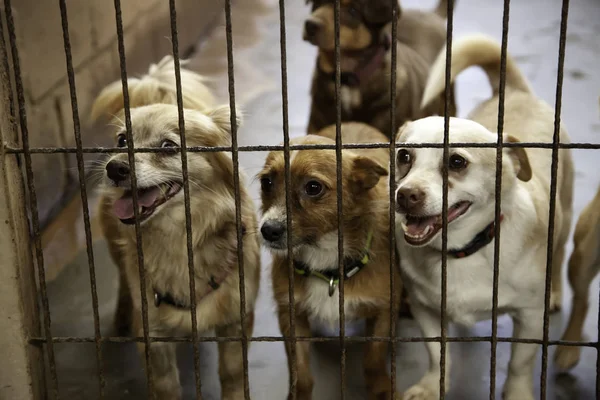 Dog in enclosed kennel, abandoned animals, abuse