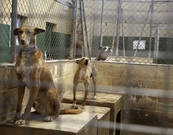 Dog in enclosed kennel, abandoned animals, abuse