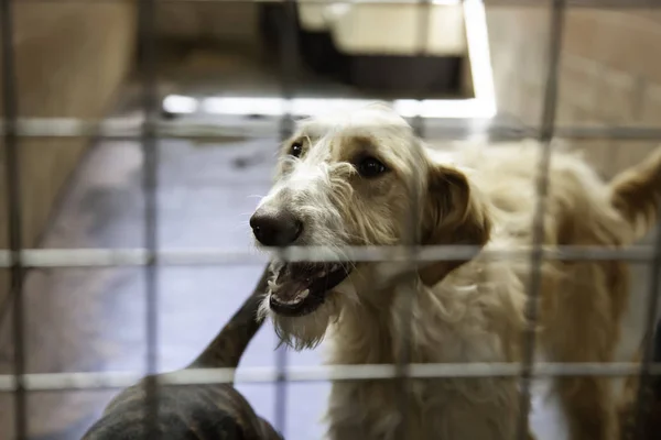 Dog Enclosed Kennel Abandoned Animals Abuse — Stock Photo, Image