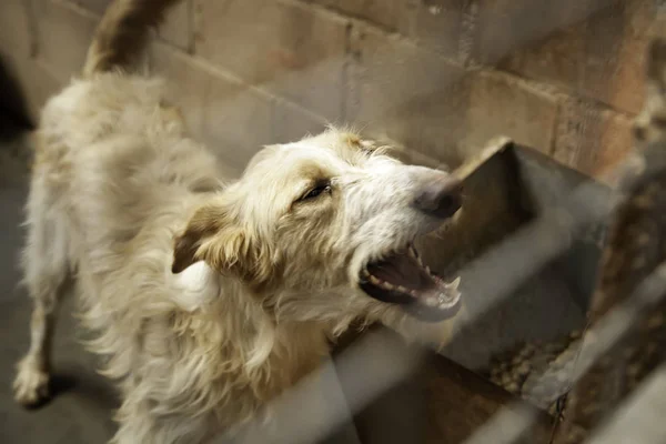 Cão Canil Fechado Animais Abandonados Abuso — Fotografia de Stock