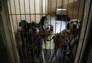 Köpek kulübesinde, terk edilmiş hayvanlar, taciz.