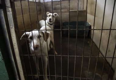 Köpek kulübesinde, terk edilmiş hayvanlar, taciz.