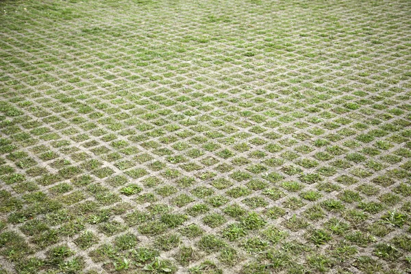 Stone Floor Moss Construction Humidity — Stock Photo, Image