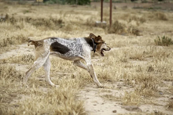 Parque Perros Caza Animales Naturaleza Mamíferos — Foto de Stock