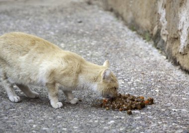 Sokakta terk edilmiş kediler, hayvan istismarı, yalnızlık.