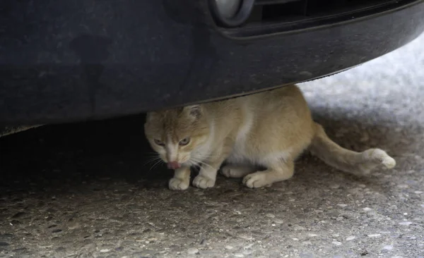 Gato Selvagem Debaixo Carro Animais Abandonados Solidão — Fotografia de Stock