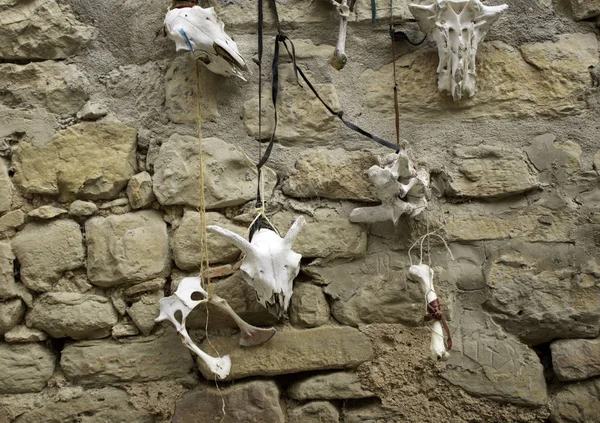 キャンペーンのテントの中でヤギの頭蓋骨インド 動物やシンボル — ストック写真