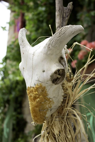 Goat Skull Tent Campaign India Animals Symbols — Stock Photo, Image