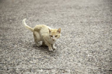 Sokakta terk edilmiş kediler, hayvan istismarı, yalnızlık.
