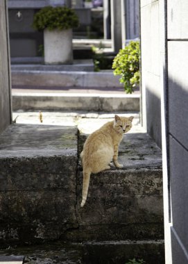 Terk edilmiş kediler sokak