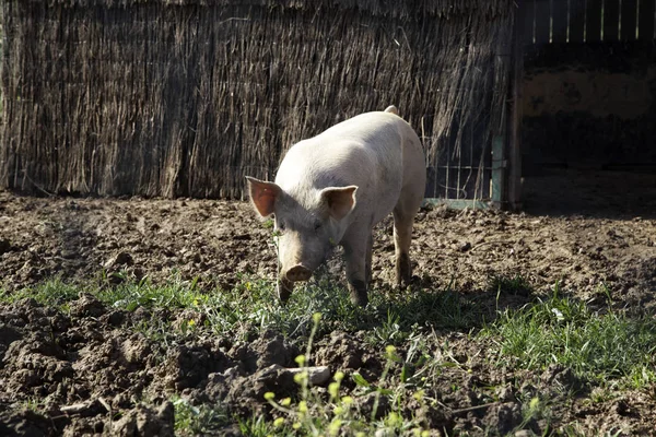 Świnie Branży Zwierząt Farm Przyroda Jedzenie — Zdjęcie stockowe