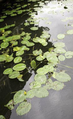 Göl, manzara ve doğa, çevre üzerinde yüzen bırakır