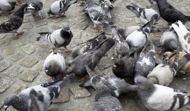 Meydandaki güvercinler, nafakanın ayrıntıları.