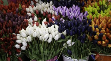 Lale bir pazarda, ayrıntı tipik Hollanda çiçek