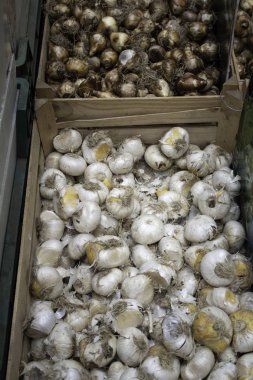 Bir market, ayrıntı bitkiler ve tohumlar ampuller