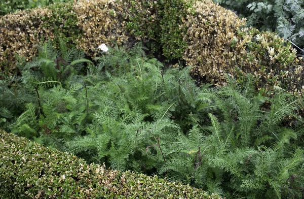 Bakgrund Naturliga Blad Skog Natur Och Miljö — Stockfoto