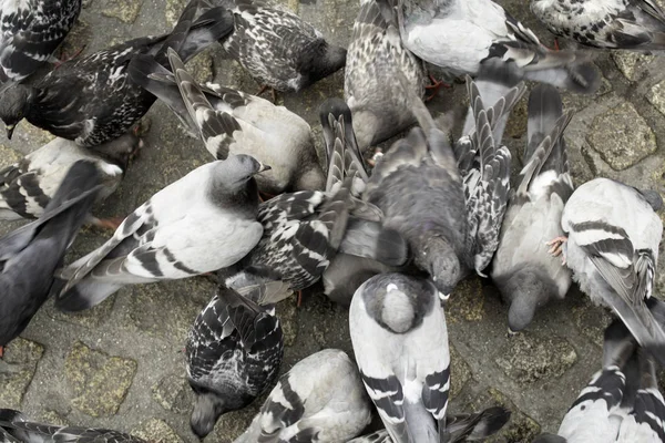 Meydandaki Güvercinler Nafakanın Ayrıntıları — Stok fotoğraf