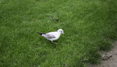 Martı doğal Park, kuşlar özgürlük