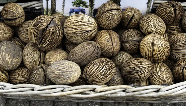 Kokosnusszwiebeln Auf Dem Pflanzenmarkt Biologischer Anbau — Stockfoto