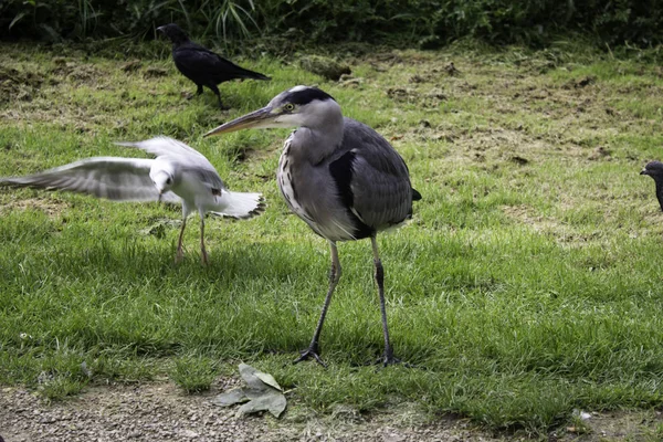 Czapla Parku Przyrody Ptaki Zagrożone Wyginięciem Zwierzęta — Zdjęcie stockowe