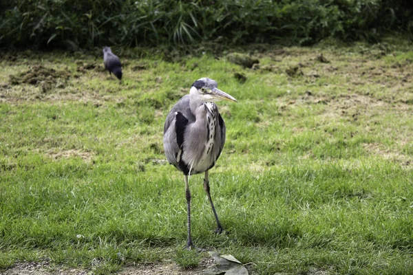 Czapla Parku Przyrody Ptaki Zagrożone Wyginięciem Zwierzęta — Zdjęcie stockowe
