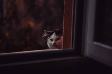 Sokakta terk edilmiş kediler, hayvan istismarı, yalnızlık.