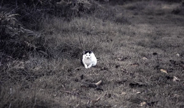 Gatos Abandonados Rua Abuso Animais Solidão — Fotografia de Stock