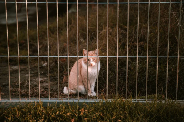 Sokakta Terk Edilmiş Kediler Hayvan Istismarı Yalnızlık — Stok fotoğraf