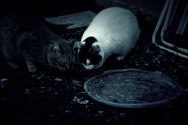 Sokakta terk edilmiş kediler, hayvan istismarı, yalnızlık.