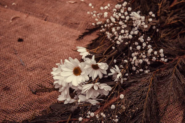 小吃和植物中的天然白色雏菊 — 图库照片
