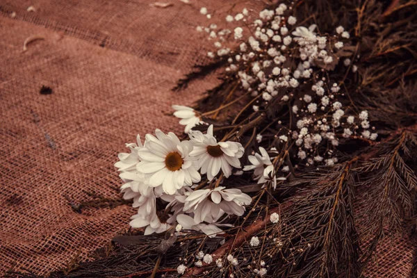 Natürliche Weiße Gänseblümchen Garten Imbiss Und Pflanzen — Stockfoto